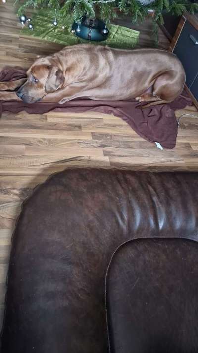 Rhodesian Ridgeback-Beitrag-Bild