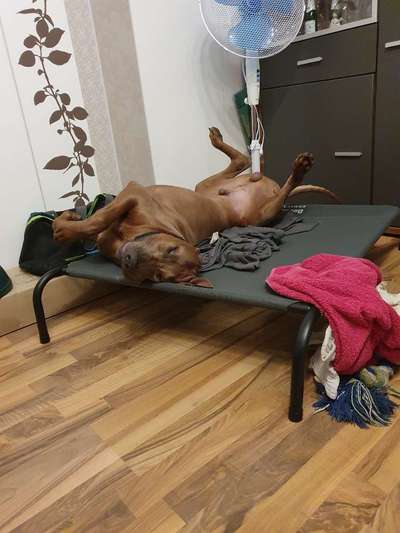 Rhodesian Ridgeback-Beitrag-Bild