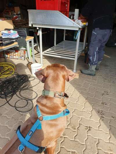 Rhodesian Ridgeback-Beitrag-Bild