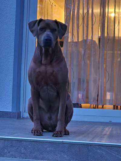 Rhodesian Ridgeback-Beitrag-Bild