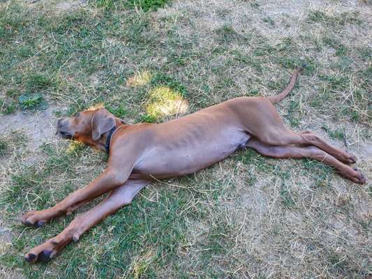 Rhodesian Ridgeback-Beitrag-Bild