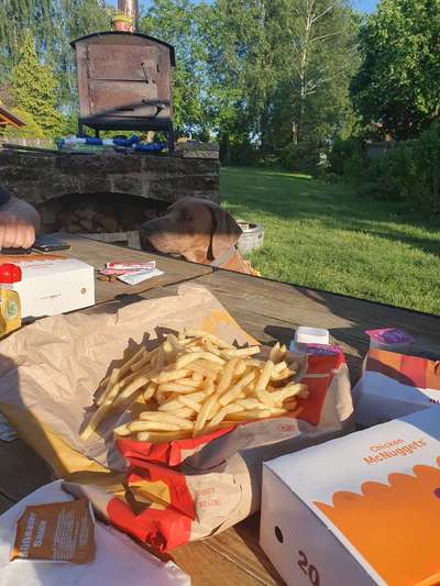 Rhodesian Ridgeback-Beitrag-Bild