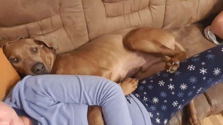 Rhodesian Ridgeback-Beitrag-Bild