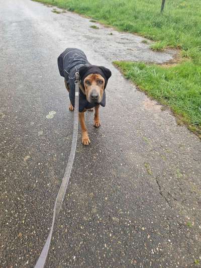 Rhodesian Ridgeback-Beitrag-Bild