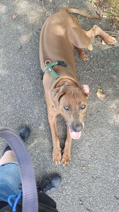 Rhodesian Ridgeback-Beitrag-Bild