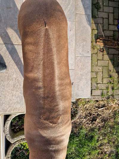 Rhodesian Ridgeback-Beitrag-Bild