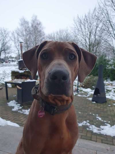 Rhodesian Ridgeback-Beitrag-Bild