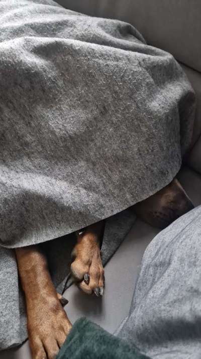 Rhodesian Ridgeback-Beitrag-Bild