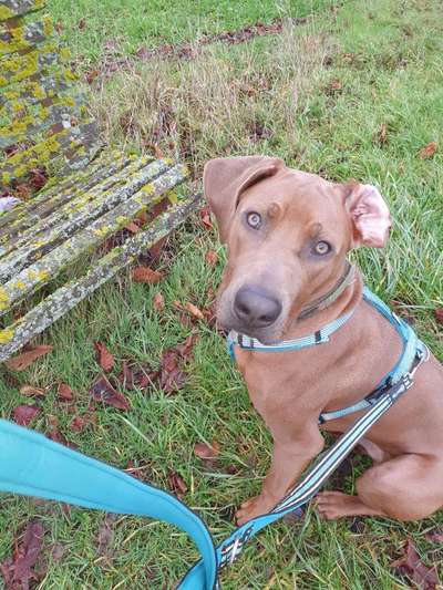 Rhodesian Ridgeback-Beitrag-Bild