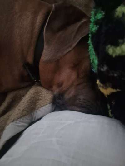 Rhodesian Ridgeback-Beitrag-Bild