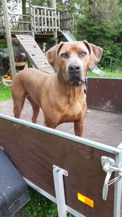 Rhodesian Ridgeback-Beitrag-Bild