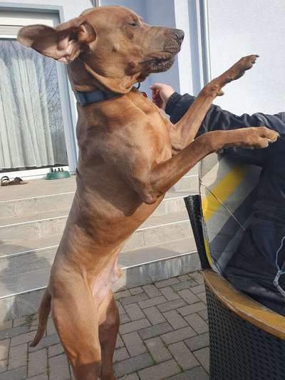 Rhodesian Ridgeback-Beitrag-Bild