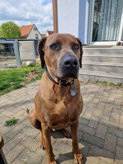 Rhodesian Ridgeback-Beitrag-Bild