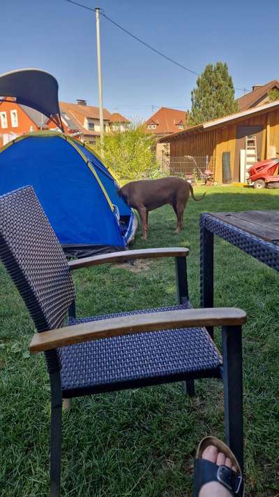 Rhodesian Ridgeback-Beitrag-Bild