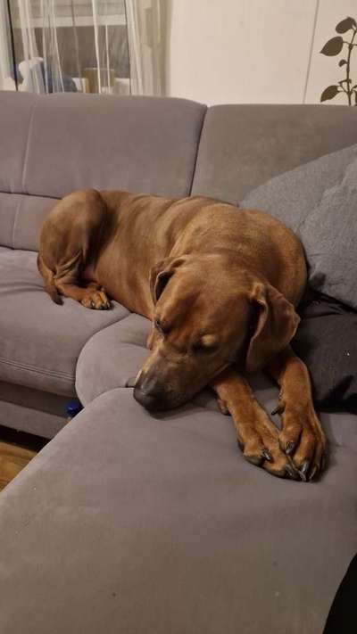 Rhodesian Ridgeback-Beitrag-Bild