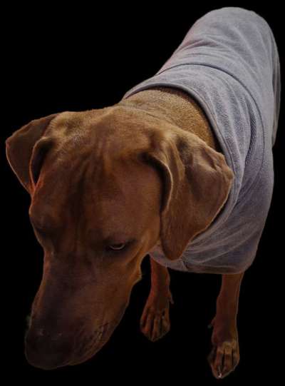 Rhodesian Ridgeback-Beitrag-Bild