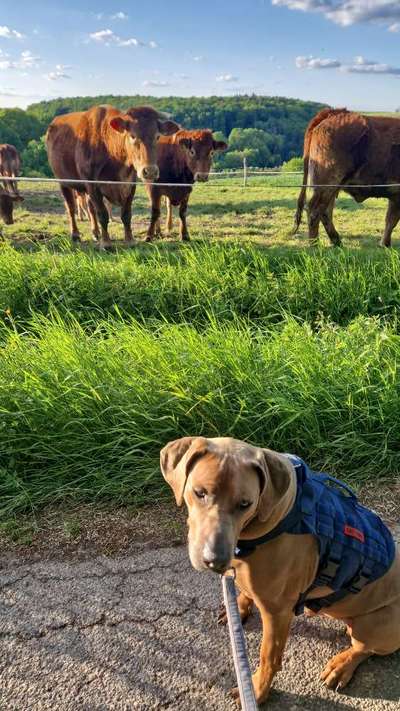 Rhodesian Ridgeback-Beitrag-Bild