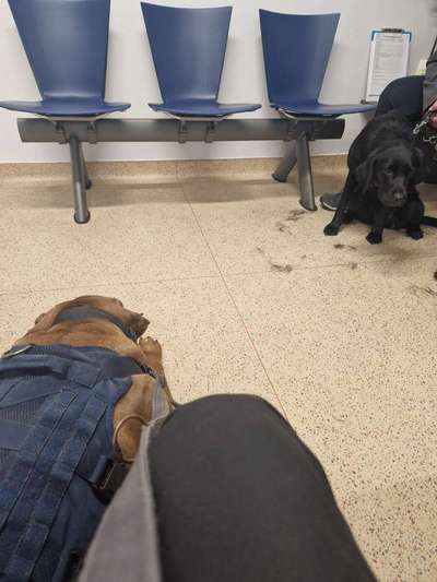 Rhodesian Ridgeback-Beitrag-Bild