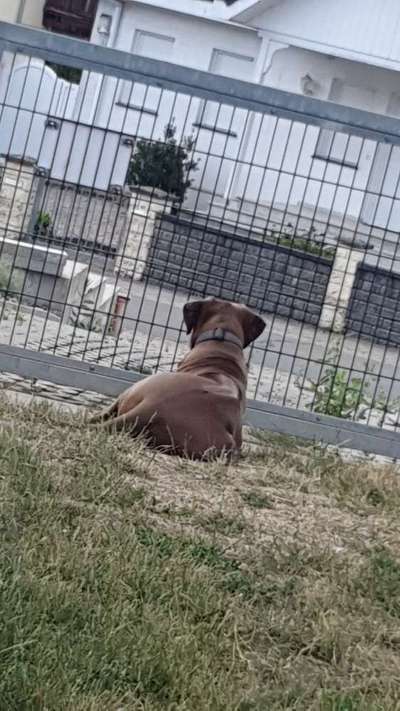 Rhodesian Ridgeback-Beitrag-Bild