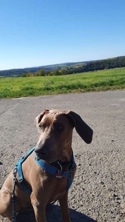 Rhodesian Ridgeback-Beitrag-Bild