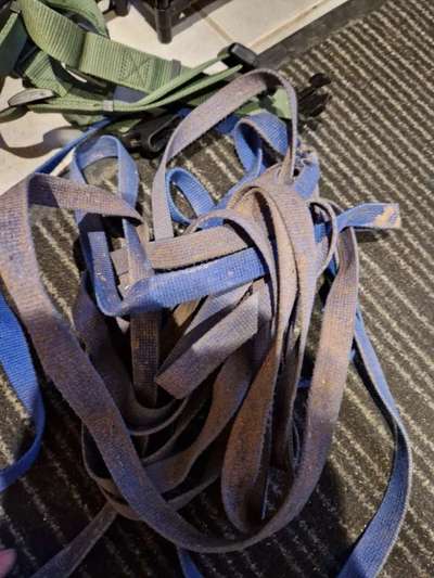 Rhodesian Ridgeback-Beitrag-Bild