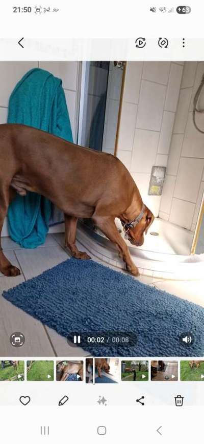 Rhodesian Ridgeback-Beitrag-Bild