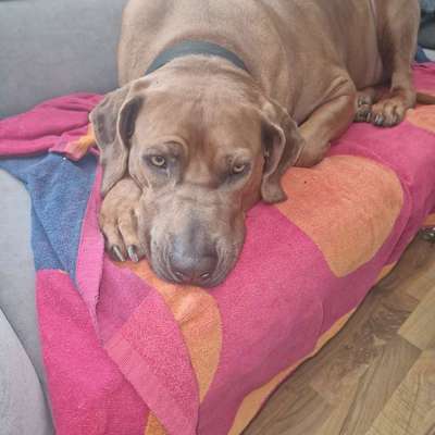 Rhodesian Ridgeback-Beitrag-Bild