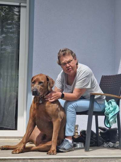 Rhodesian Ridgeback-Beitrag-Bild