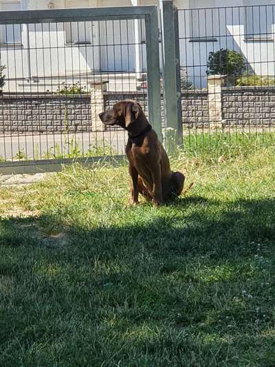 Rhodesian Ridgeback-Beitrag-Bild