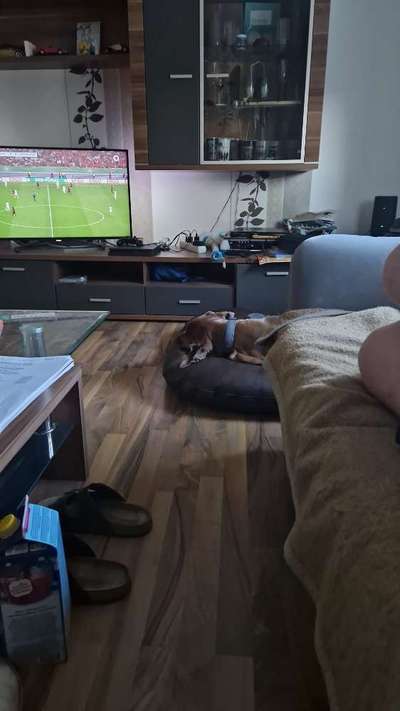 Rhodesian Ridgeback-Beitrag-Bild