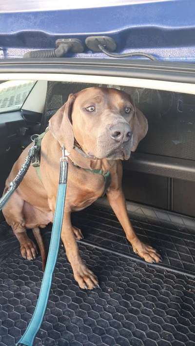 Rhodesian Ridgeback-Beitrag-Bild