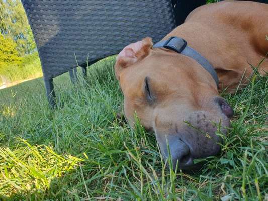 Rhodesian Ridgeback-Beitrag-Bild