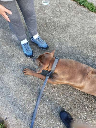 Rhodesian Ridgeback-Beitrag-Bild