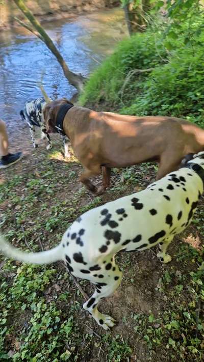 Rhodesian Ridgeback-Beitrag-Bild