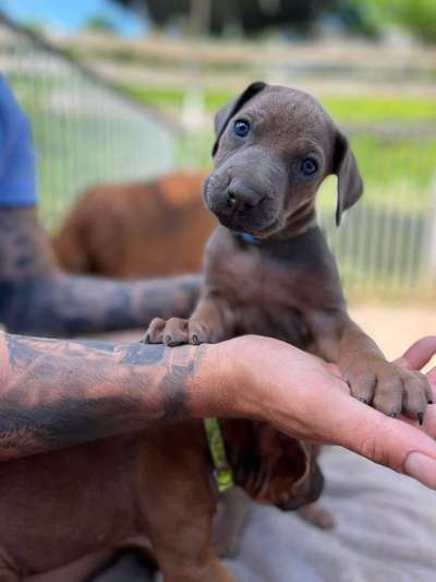 Rhodesian Ridgeback-Beitrag-Bild