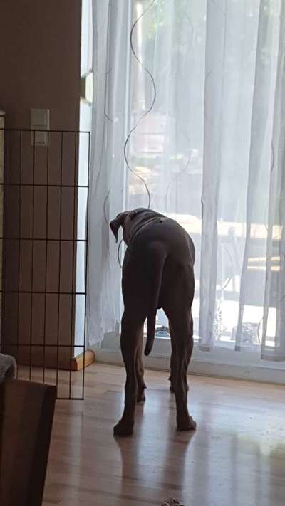 Rhodesian Ridgeback-Beitrag-Bild