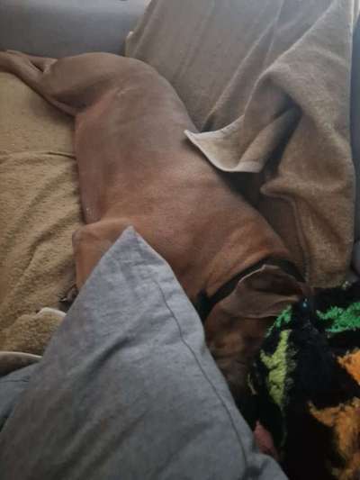 Rhodesian Ridgeback-Beitrag-Bild