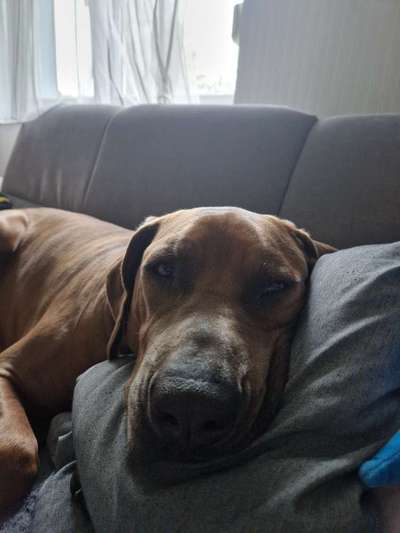 Rhodesian Ridgeback-Beitrag-Bild