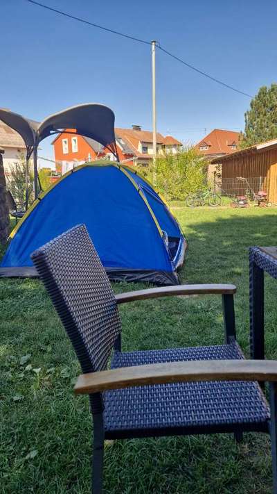 Rhodesian Ridgeback-Beitrag-Bild