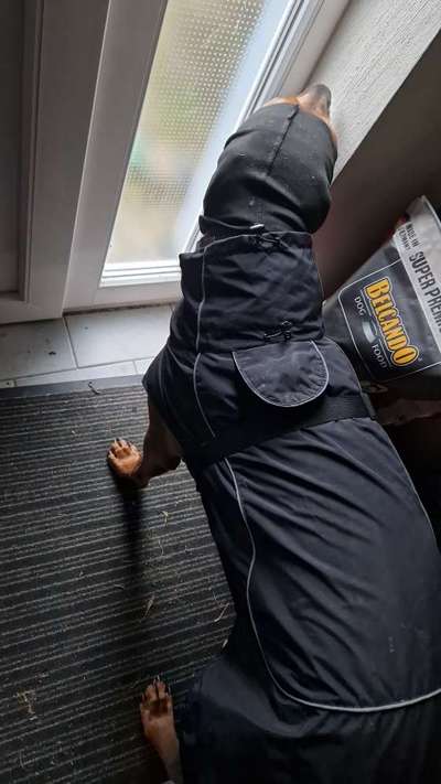 Rhodesian Ridgeback-Beitrag-Bild