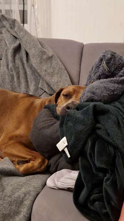 Rhodesian Ridgeback-Beitrag-Bild