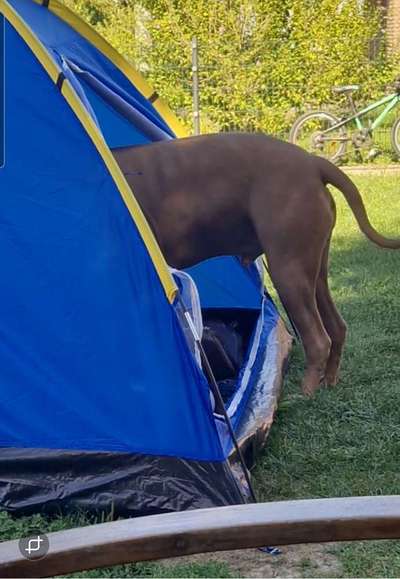Rhodesian Ridgeback-Beitrag-Bild