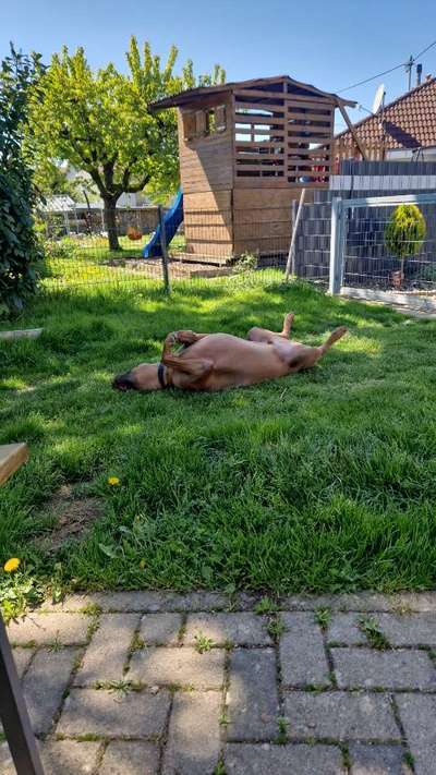 Rhodesian Ridgeback-Beitrag-Bild