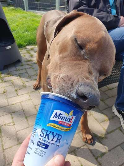 Rhodesian Ridgeback-Beitrag-Bild