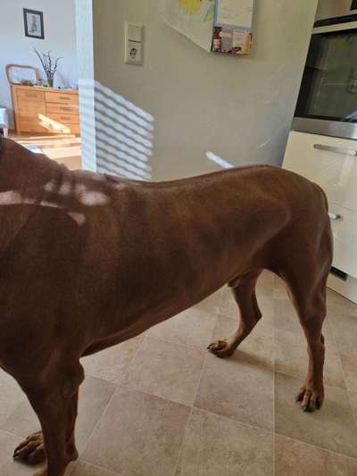 Rhodesian Ridgeback-Beitrag-Bild