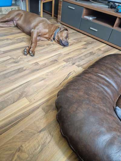 Rhodesian Ridgeback-Beitrag-Bild