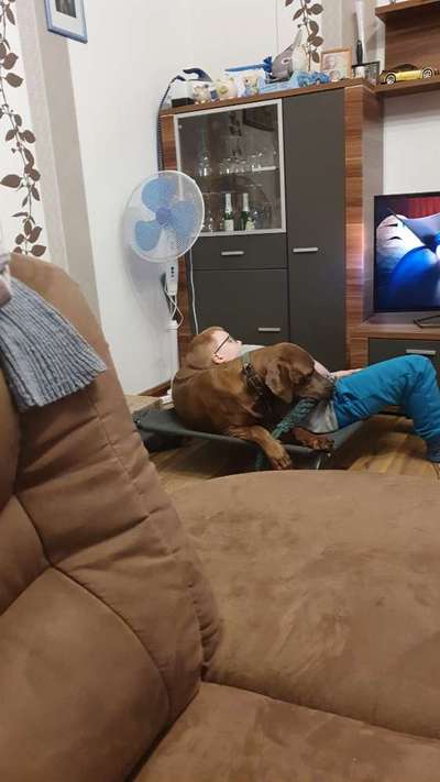 Rhodesian Ridgeback-Beitrag-Bild