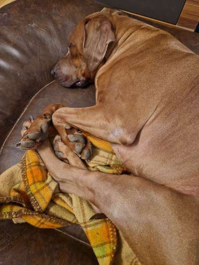 Rhodesian Ridgeback-Beitrag-Bild