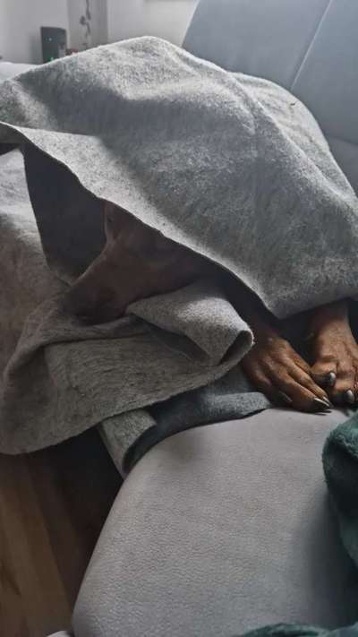 Rhodesian Ridgeback-Beitrag-Bild