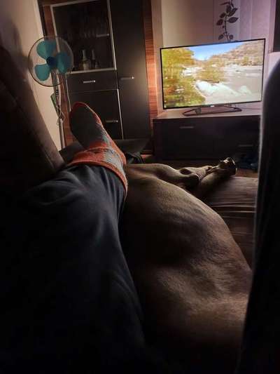 Rhodesian Ridgeback-Beitrag-Bild